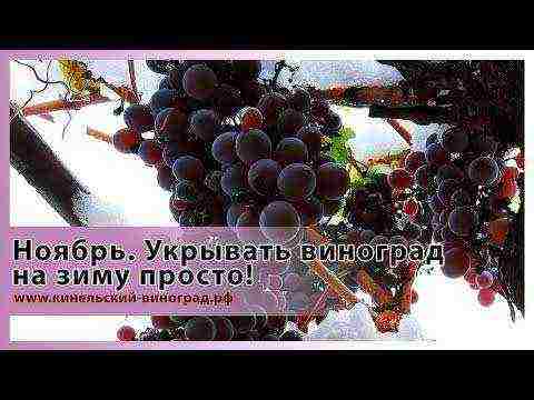 Togliatti grapes are the best varieties