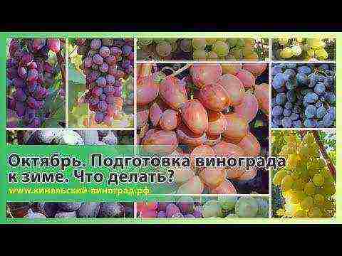 Togliatti grapes are the best varieties