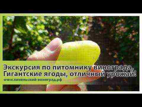 Togliatti grapes are the best varieties