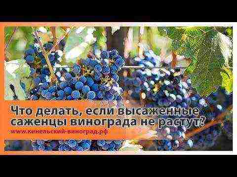 Togliatti grapes are the best varieties