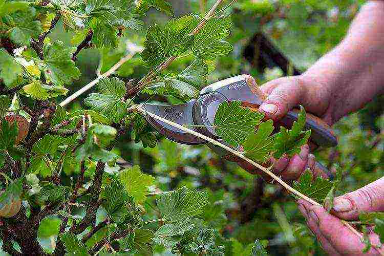 bush cherry best varieties