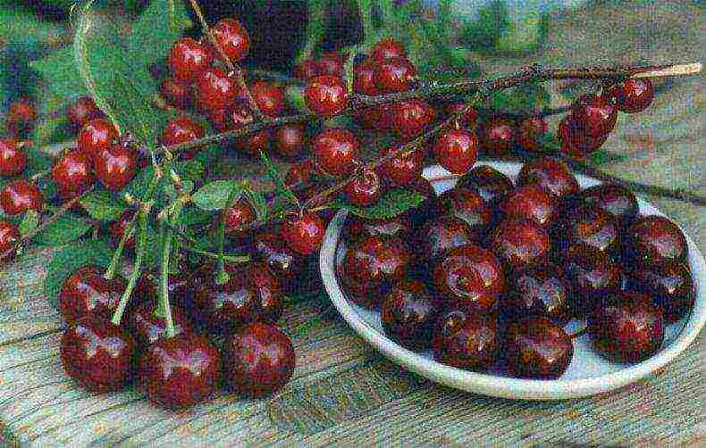 bush cherry best varieties