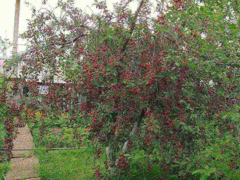 bush cherry pinakamahusay na mga pagkakaiba-iba