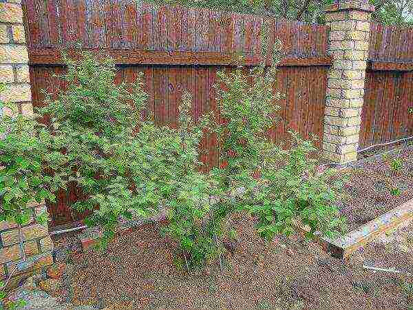 bush cherry best varieties