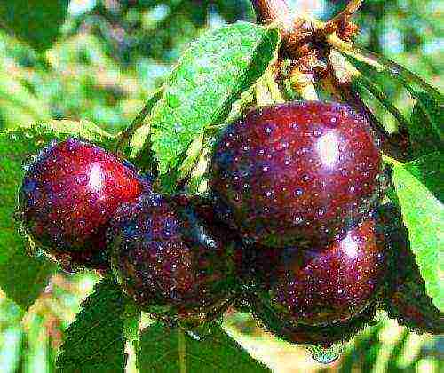 bush cherry best varieties