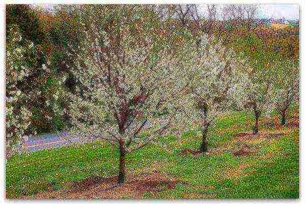 bush cherry best varieties