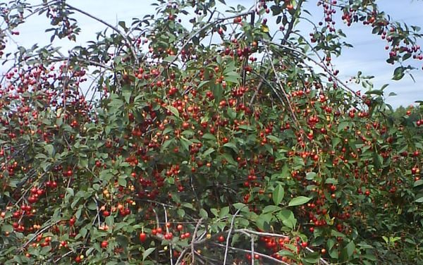 bush cherry best varieties
