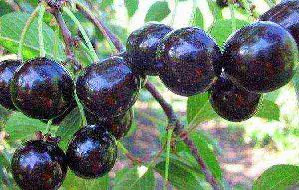 bush cherry best varieties