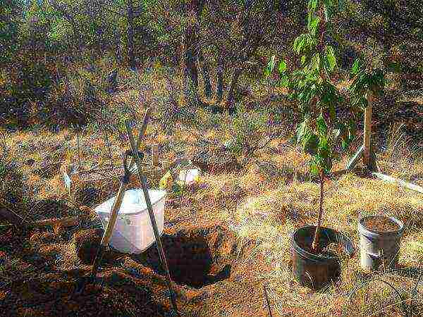 cherry planting and care in the open field in the Urals