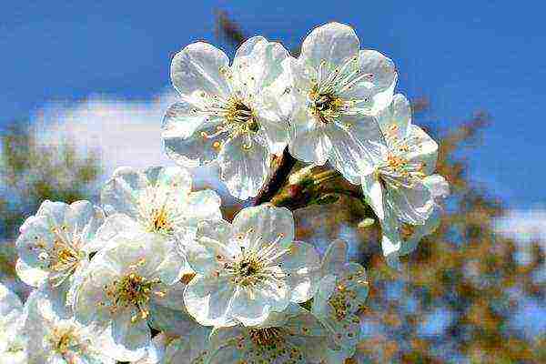 pagtatanim ng cherry at pag-aalaga sa bukas na bukid sa Urals