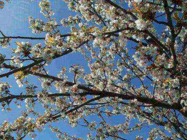 pagtatanim ng cherry at pag-aalaga sa bukas na bukid sa Urals