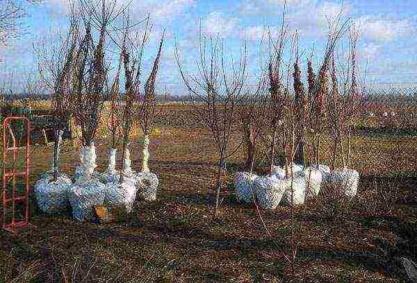 cherry planting and care in the open field in the Urals