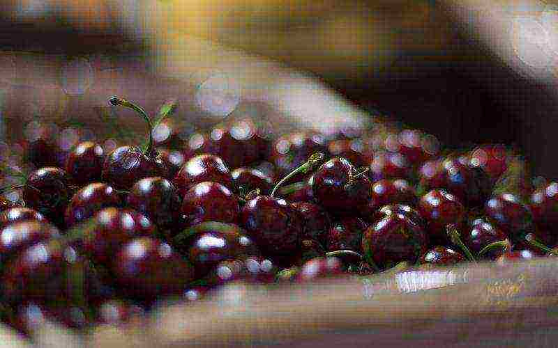 cherry planting and care in the open field in the Urals