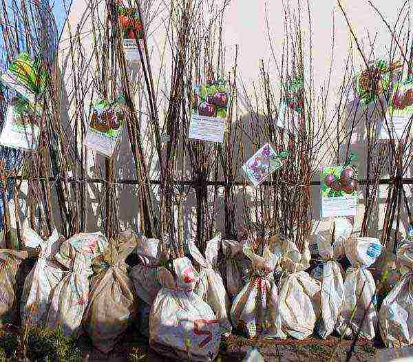 pagtatanim ng cherry at pag-aalaga sa bukas na bukid sa Urals