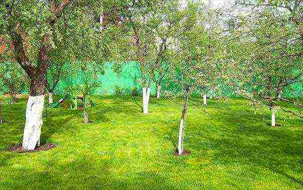 cherry planting and care in the open field in the Urals