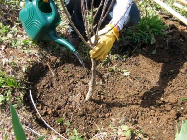 cherry planting and care in the open field in the Urals