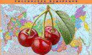 cherry planting and care in the open field in the Urals