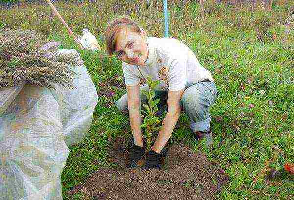 cherry planting and care in the open field in the Urals