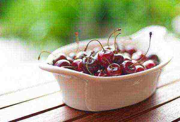 cherry planting and care in the open field in the Urals