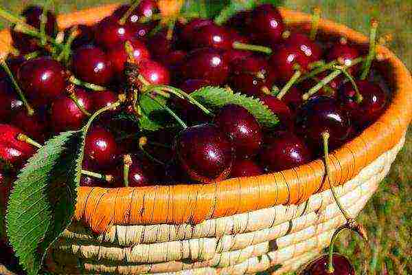 cherry planting and care in the open field in the Urals