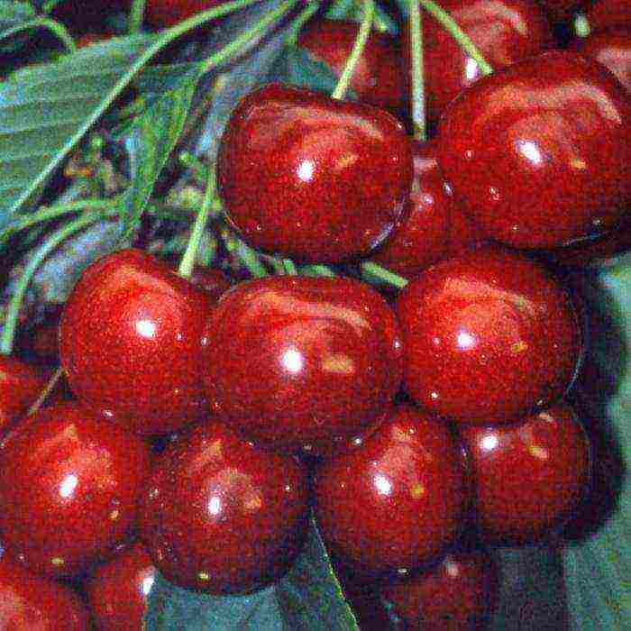 cherry planting and care in the open field in the Leningrad region