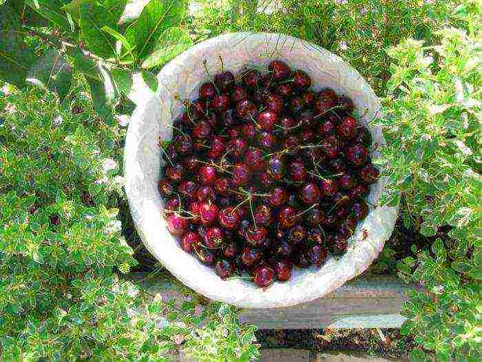 pagtatanim ng cherry at pangangalaga sa bukas na bukid sa rehiyon ng Leningrad