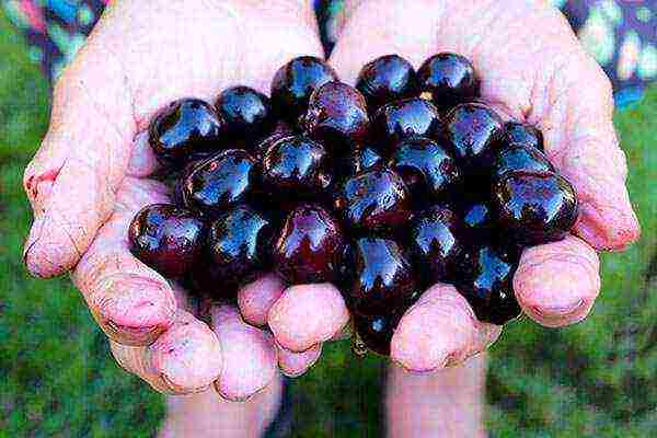 cherry planting and care in the open field in the Leningrad region