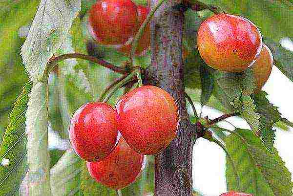 pagtatanim ng cherry at pangangalaga sa bukas na bukid sa rehiyon ng Leningrad