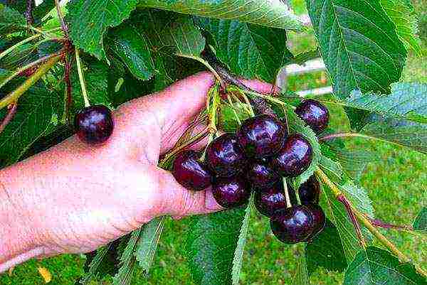 pagtatanim ng cherry at pangangalaga sa bukas na bukid sa rehiyon ng Leningrad