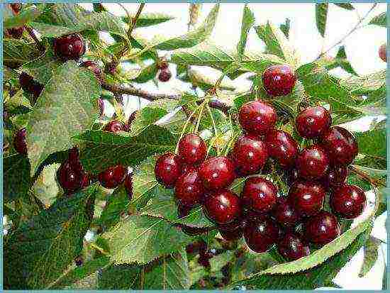 cherry planting and care in the open field in the Leningrad region