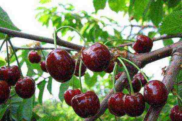 cherry planting and care in the open field in the Leningrad region