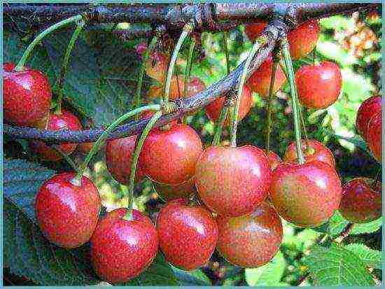 pagtatanim ng cherry at pangangalaga sa bukas na bukid sa rehiyon ng Leningrad