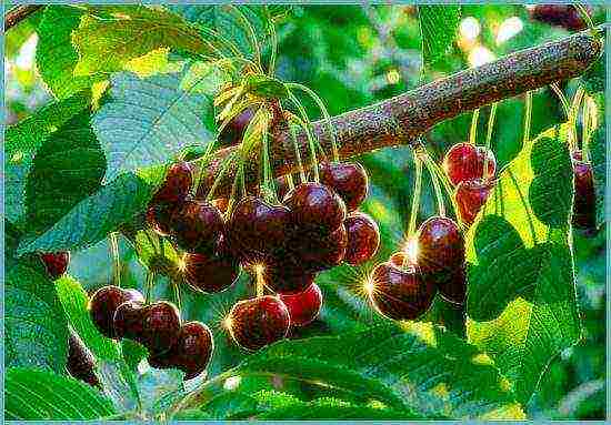 cherry planting and care in the open field in the Leningrad region