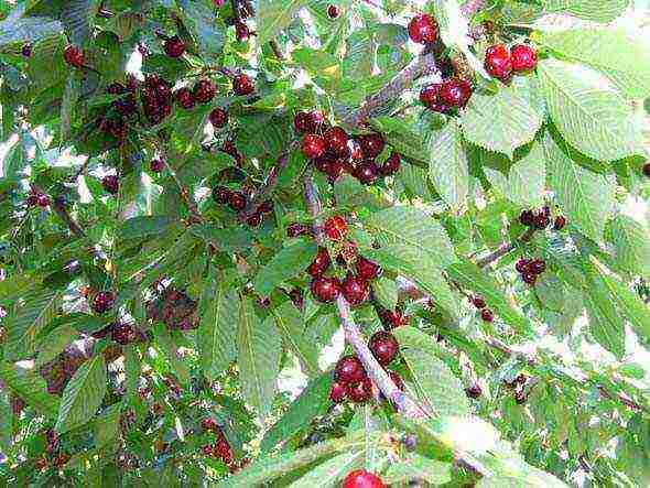 pagtatanim ng cherry at pangangalaga sa bukas na bukid sa rehiyon ng Leningrad