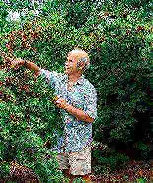 cherry planting and care in the open field in the Leningrad region