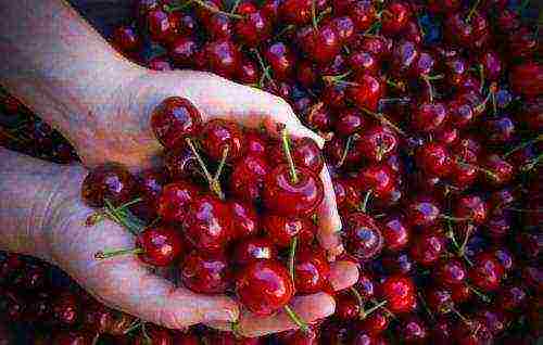 cherry top best varieties