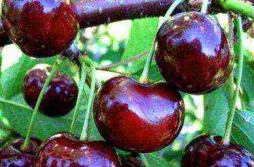 cherry top best varieties