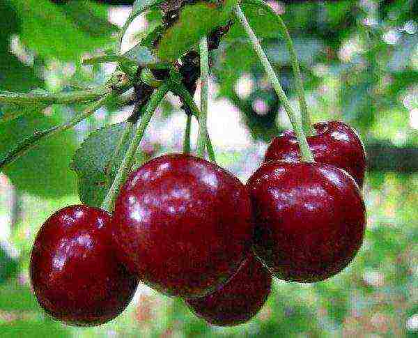 cherry top best varieties