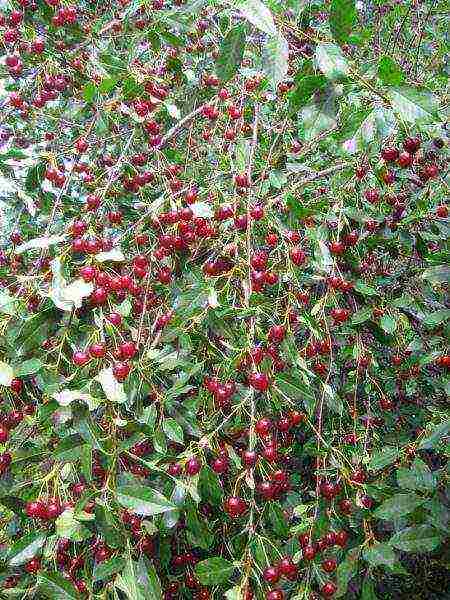 cherry top of the best varieties