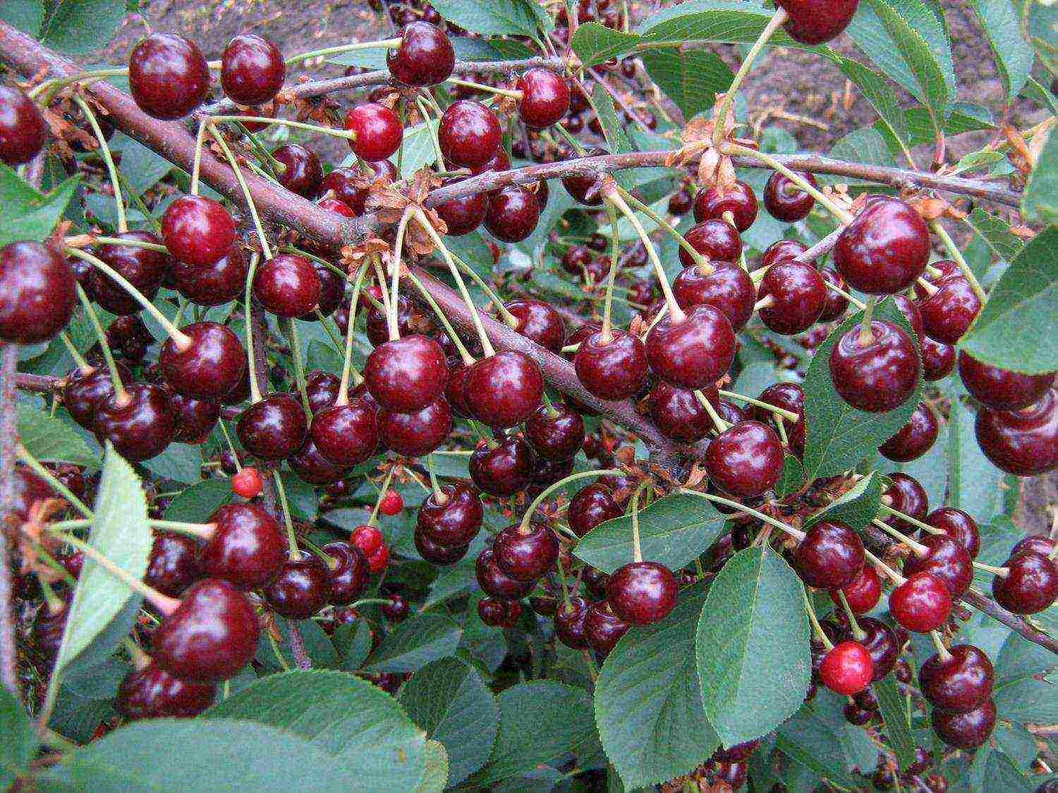 cherry top of the best varieties