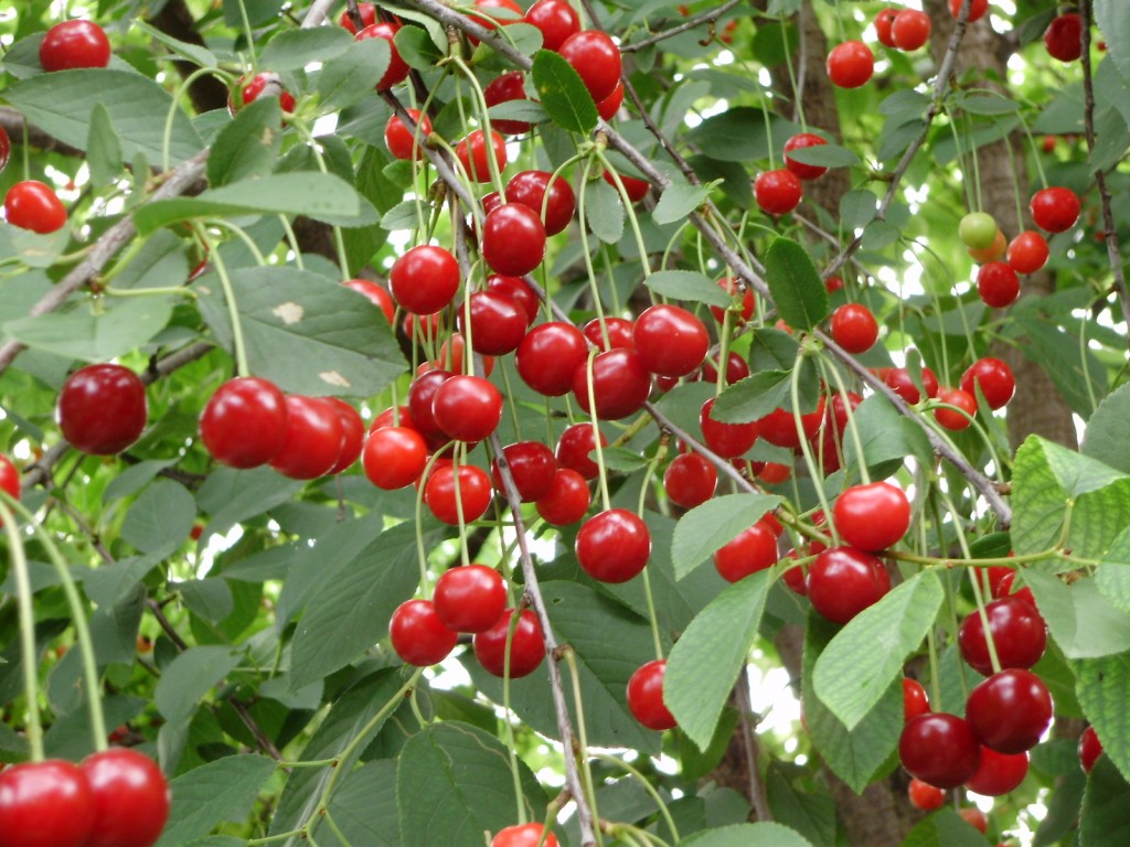 cherry top best varieties