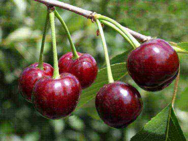 cherry top best varieties