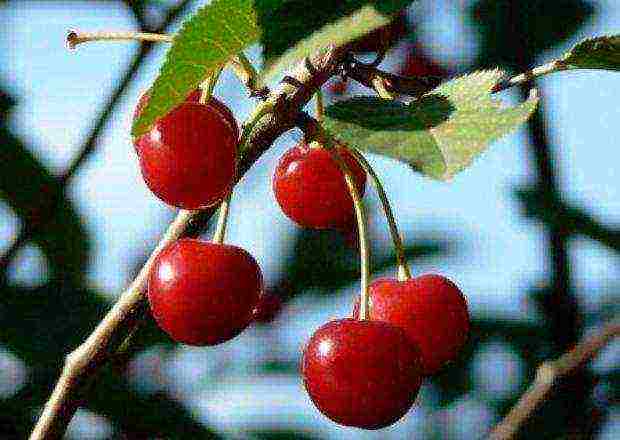 cherry top of the best varieties