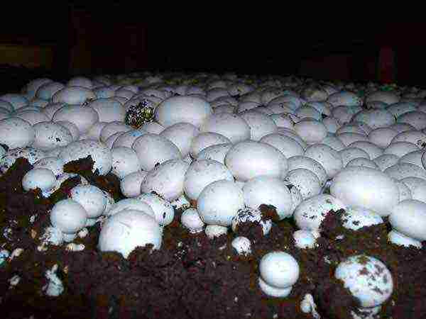 is it harmful to grow mushrooms at home