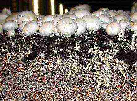 is it harmful to grow mushrooms at home