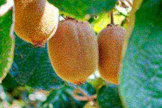 all about kiwi fruit how to grow at home