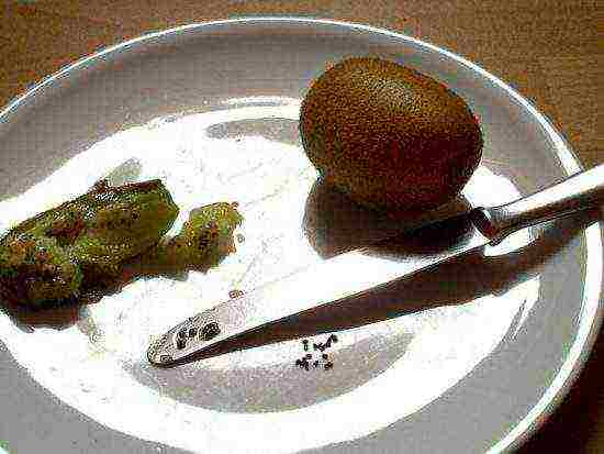 all about kiwi fruit how to grow at home