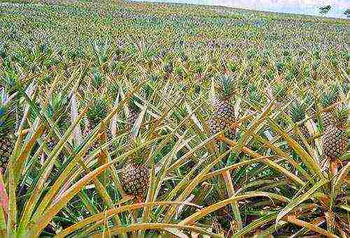 grow pineapple at home