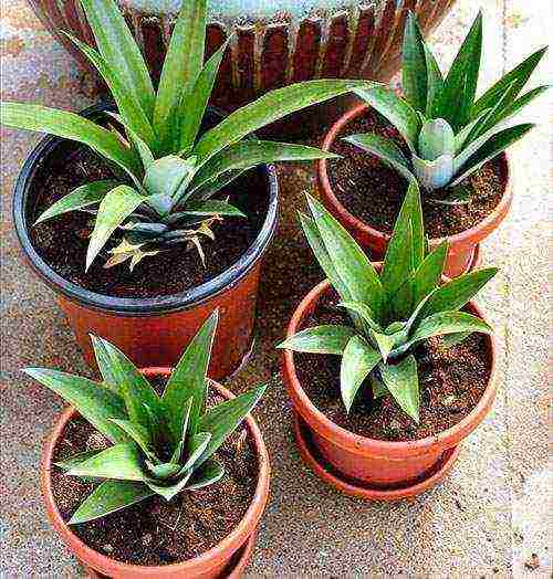 grow pineapple at home