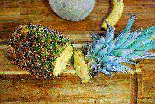 grow pineapple at home